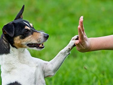 Tiertelepathie - Mit Tieren kommunizieren